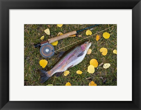 Framed Rainbow Trout And Fly Rod Print