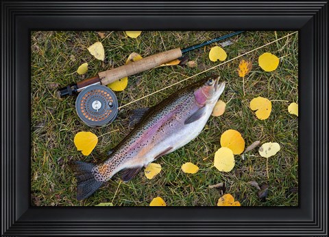 Framed Rainbow Trout And Fly Rod Print