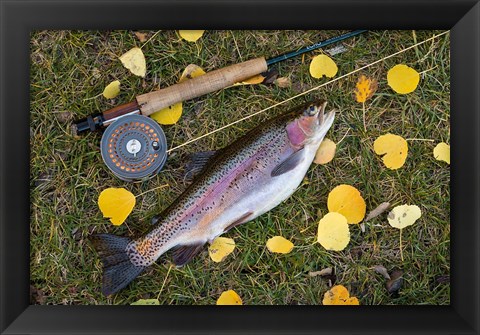 Framed Rainbow Trout And Fly Rod Print