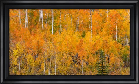 Framed Autumn Forest Landscape Of The Manti-La Sal National Forest, Utah Print