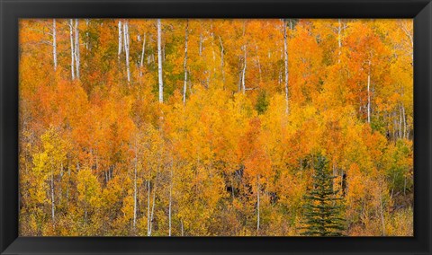 Framed Autumn Forest Landscape Of The Manti-La Sal National Forest, Utah Print