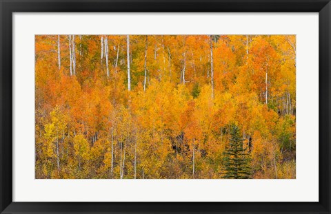 Framed Autumn Forest Landscape Of The Manti-La Sal National Forest, Utah Print