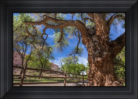 Framed Old Cottonwood Tree And Fence Print
