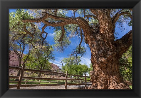 Framed Old Cottonwood Tree And Fence Print