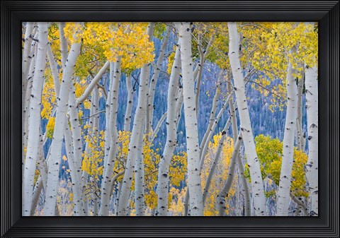 Framed Aspen Trees In Autumn At Fishlake National Forest, Utah Print