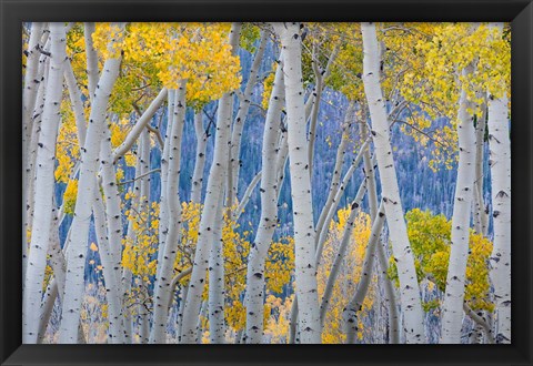 Framed Aspen Trees In Autumn At Fishlake National Forest, Utah Print