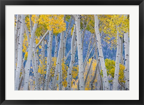 Framed Aspen Trees In Autumn At Fishlake National Forest, Utah Print