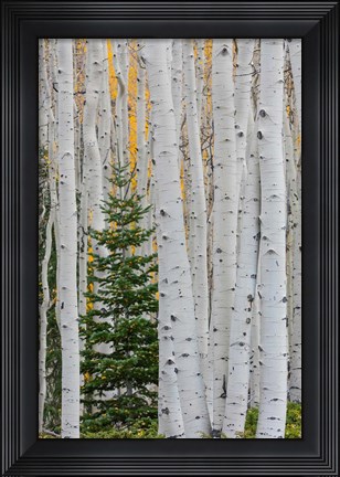 Framed Conifer Tree In An Aspen Forest Print
