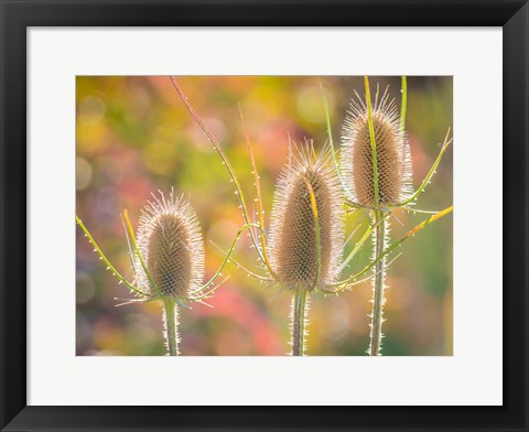 Framed Backlit Teasel Weeds Print