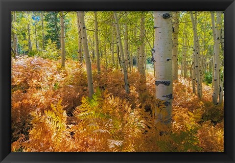 Framed Bracken Ferns And Aspen Trees, Utah Print