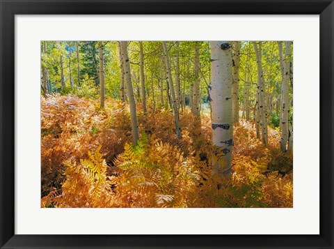 Framed Bracken Ferns And Aspen Trees, Utah Print