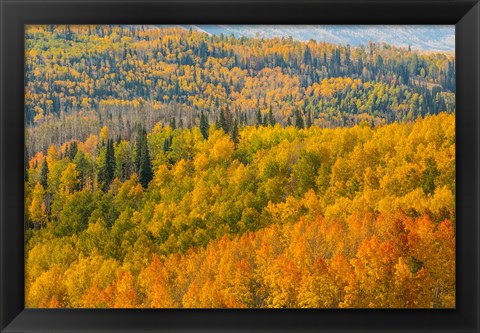 Framed Manti-La Sal National Forest In Autumn, Utah Print