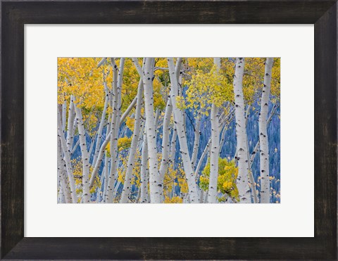 Framed Aspen Trees In Autumn, Utah Print
