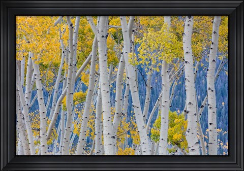 Framed Aspen Trees In Autumn, Utah Print