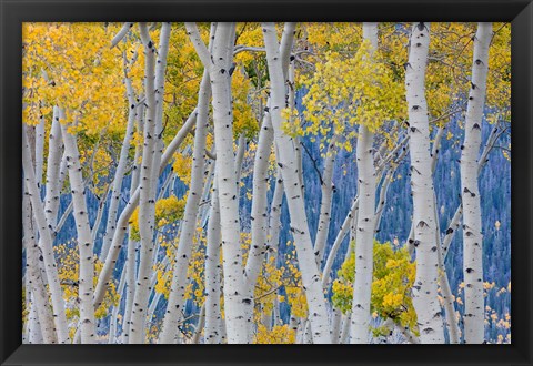 Framed Aspen Trees In Autumn, Utah Print