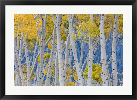 Framed Aspen Trees In Autumn, Utah Print