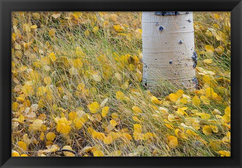 Framed Aspen Leaves In Grass Print