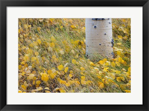 Framed Aspen Leaves In Grass Print