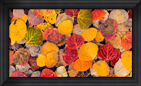 Framed Autumn Aspen Leaves In A Pool Print
