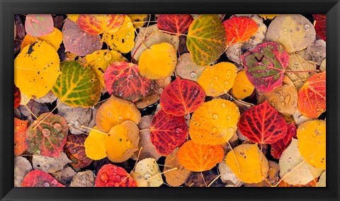 Framed Autumn Aspen Leaves In A Pool Print