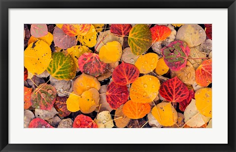 Framed Autumn Aspen Leaves In A Pool Print