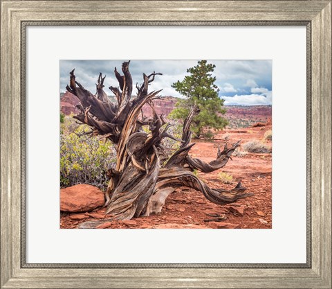 Framed Gnarled Juniper Tree, Utah Print