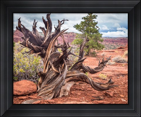 Framed Gnarled Juniper Tree, Utah Print