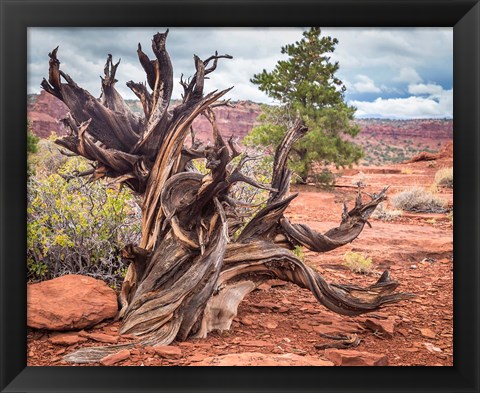 Framed Gnarled Juniper Tree, Utah Print