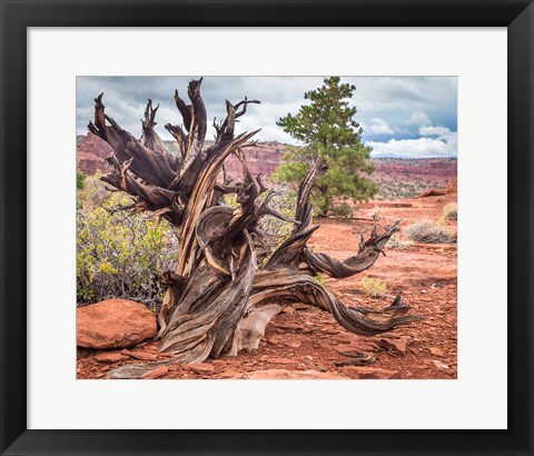 Framed Gnarled Juniper Tree, Utah Print