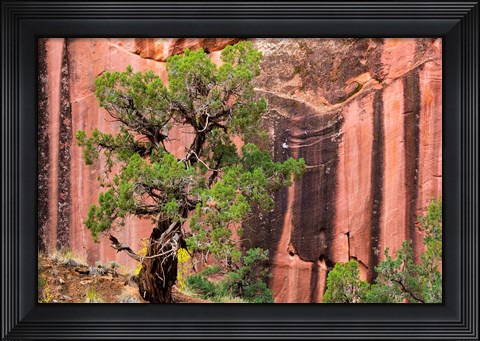 Framed Juniper Tree And A Cliff Streaked With Desert Varnish, Utah Print