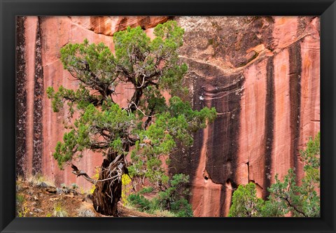 Framed Juniper Tree And A Cliff Streaked With Desert Varnish, Utah Print