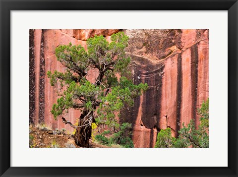 Framed Juniper Tree And A Cliff Streaked With Desert Varnish, Utah Print