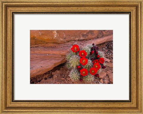Framed Red Flowers Of A Claret Cup Cactus In Bloom Print