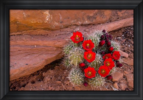 Framed Red Flowers Of A Claret Cup Cactus In Bloom Print