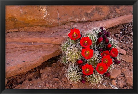 Framed Red Flowers Of A Claret Cup Cactus In Bloom Print