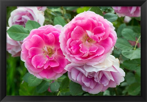 Framed Close-Up Of Pink Roses, Utah Print