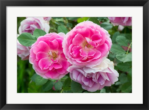 Framed Close-Up Of Pink Roses, Utah Print