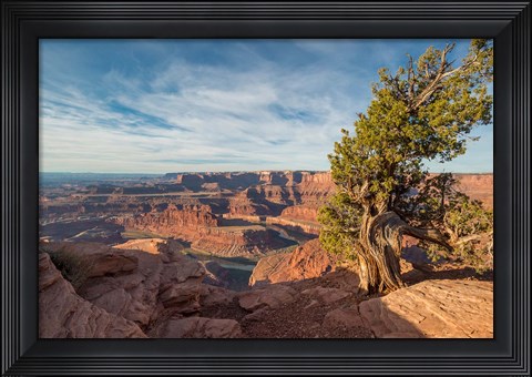 Framed Juniper Tree At Dead Horse Point State Park Print