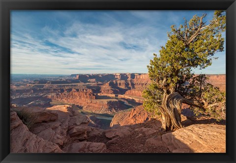 Framed Juniper Tree At Dead Horse Point State Park Print