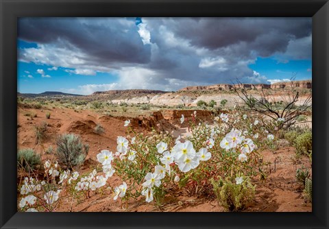 Framed Evening Primrose In The Grand Staircase Escalante National Monument Print