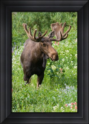 Framed Bull Moose In Wildflowers, Utah Print