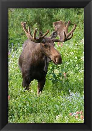Framed Bull Moose In Wildflowers, Utah Print
