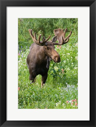 Framed Bull Moose In Wildflowers, Utah Print