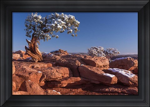 Framed Lone Pine At Dead Horse Point, Canyonlands National Park, Utah Print