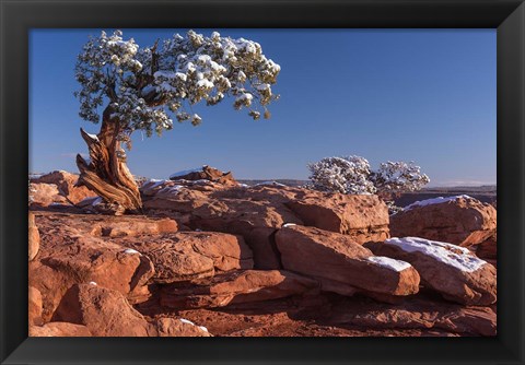 Framed Lone Pine At Dead Horse Point, Canyonlands National Park, Utah Print