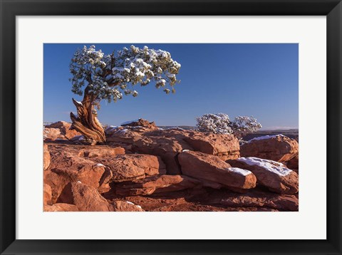 Framed Lone Pine At Dead Horse Point, Canyonlands National Park, Utah Print