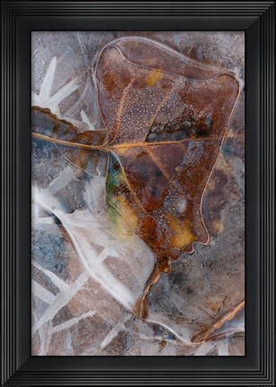 Framed Frozen Aspen Leaf In A Stream Print
