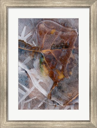 Framed Frozen Aspen Leaf In A Stream Print