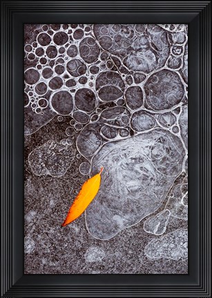 Framed Leaf Frozen Into Ice Bubbles In Mill Creek Print
