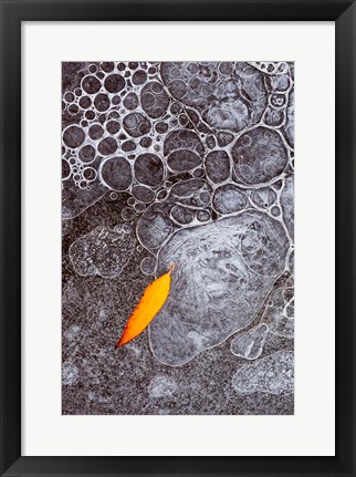 Framed Leaf Frozen Into Ice Bubbles In Mill Creek Print